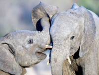 ELEPHANT SECRET GRAY