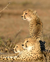 CHEETAH AND CUBS SUNSET