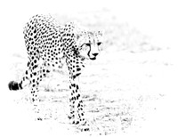 CHEETAH B/W
