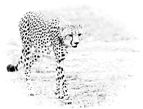CHEETAH B/W