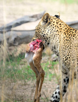 LEOPARD AND KILL