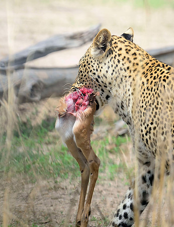 LEOPARD AND KILL