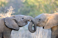 ELEPHANTS TWIN TRUNKS