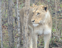 LION STANDING