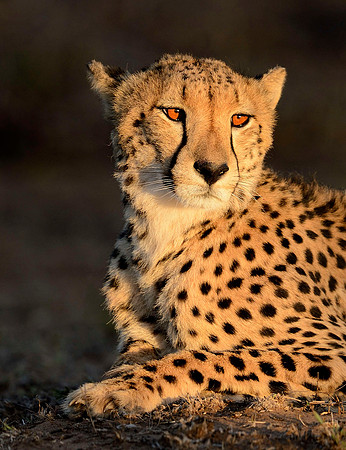CHEETAH ADULT AT SUNSET