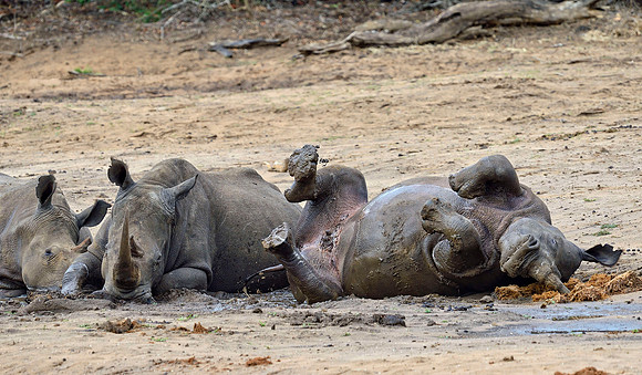 RHINO MUD BATH