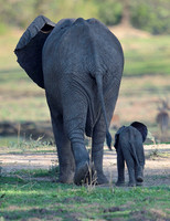 ELEPHANT MOTHER AND BABY
