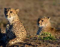 CHEETAH & CUB