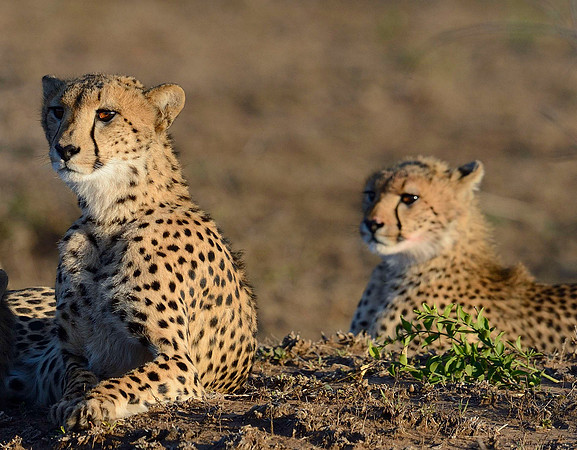 CHEETAH & CUB