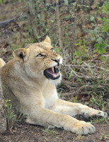 LION SNARL