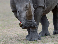 RHINO BIRD AND RED OXPECKER