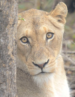 LION GAZE