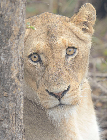 LION GAZE