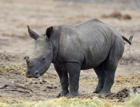 Baby Rhino.