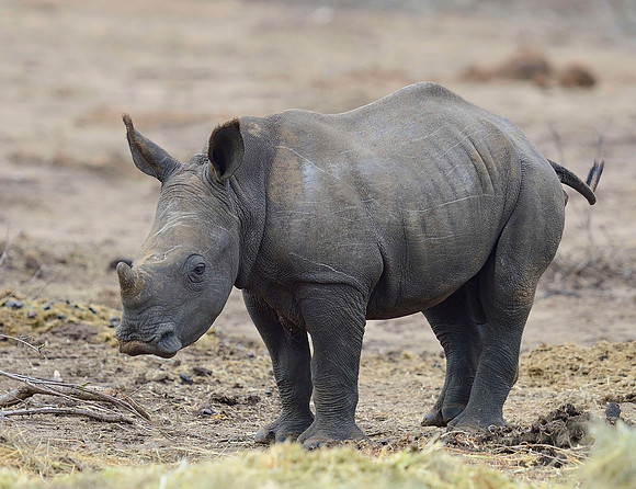 Baby Rhino.