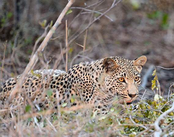 LEOPARD CUB