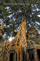Temple Tree - Cambodia