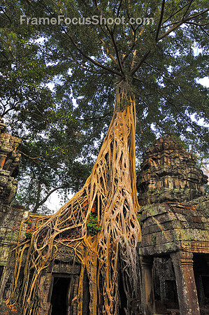 Temple Tree - Cambodia