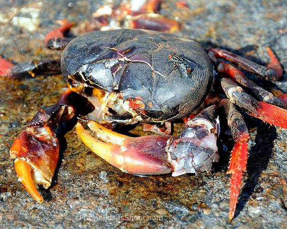 Crushed land crab .