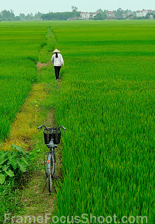 Rice fields 2