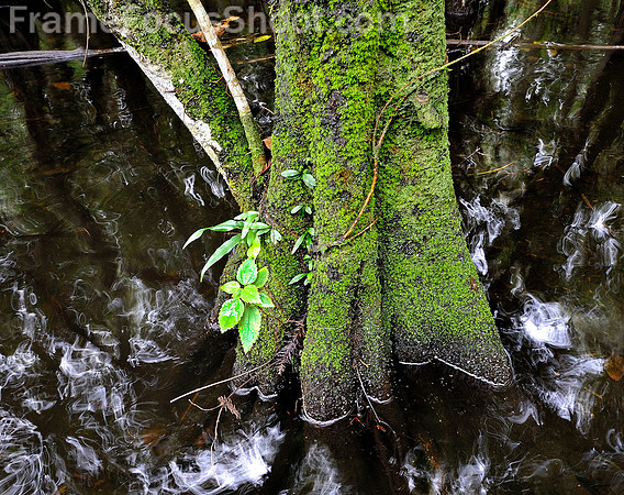 Loosescrew swamp--Everglades