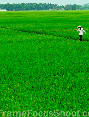 Rice fields