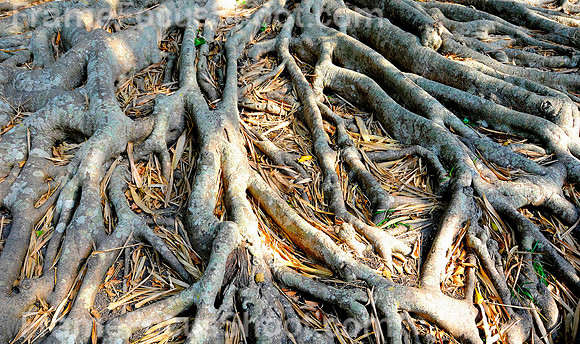 Roots
