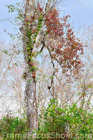 Bird rookery