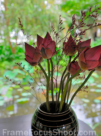 Lotus flowers