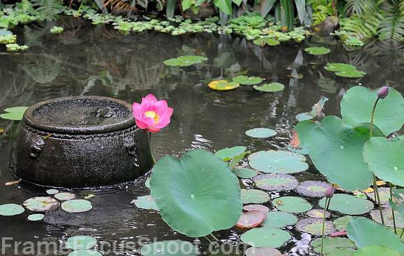 Lotus pond
