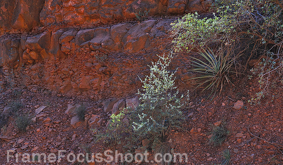Canyon flower