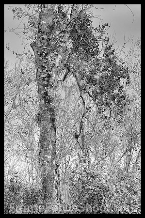 Bird rookery 2