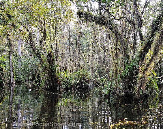 Waklk in Loose screw swamp - Everglades FL
