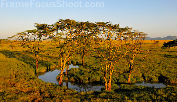 Serengetti plain -Tanzina
