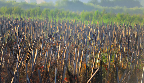 End of season, Tomato fields.