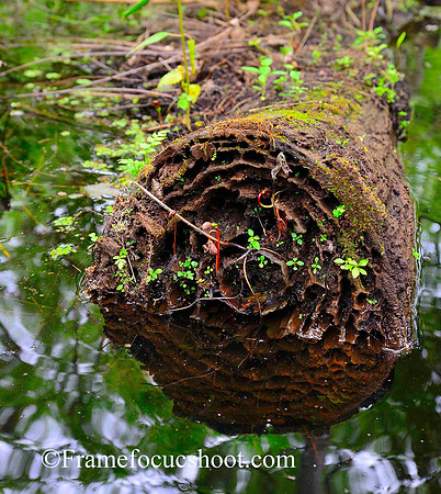 Floating log...Everglades