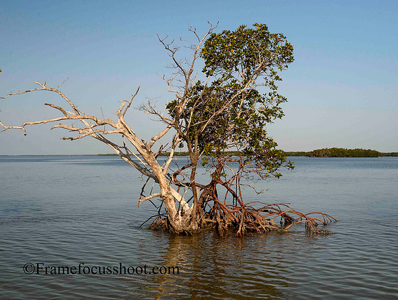 Coon Key   old tree