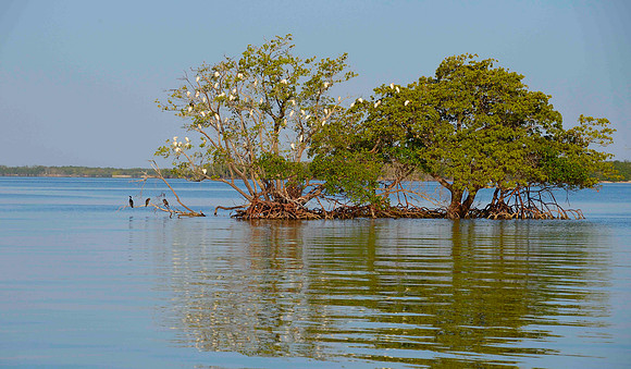 Coon key  Bird rookery
