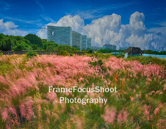 Sea grass & four co0ndos, Marco Island Fl.