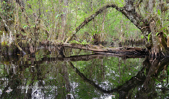 Everglades  arch