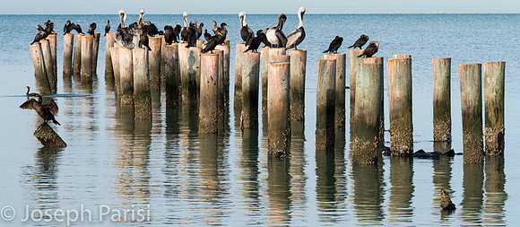 Old  pier...Little Estero Lagoon