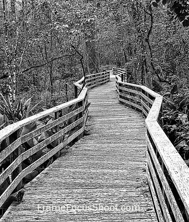 A walk in nature.. Corkscrew Sanctuary.
