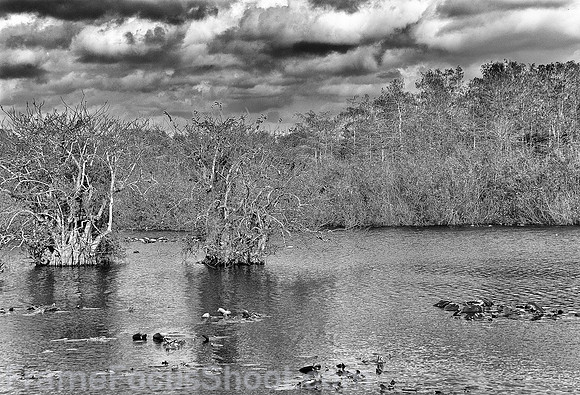 Anhinga trail pond 2