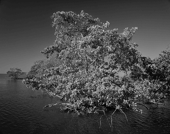 Flowering Mangrove..Coon key..