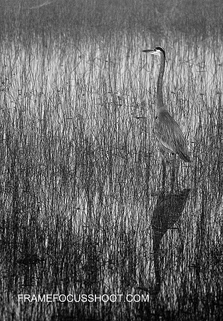 Grerat Blue Heron hunting.