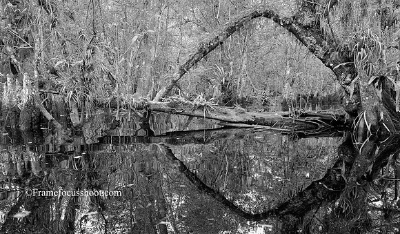 Everglades arch.... SWF
