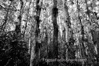 Loose Screw Swamp