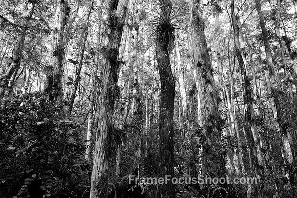 Loose Screw Swamp