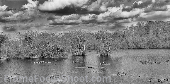 Anhinga Trail  pond.