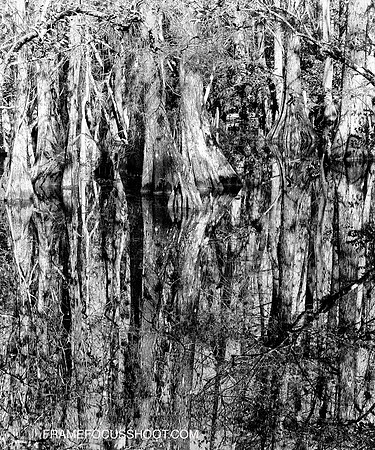 Along loop rd... Everglades...SWF